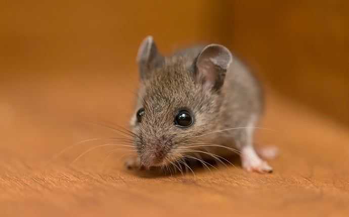 little house mouse