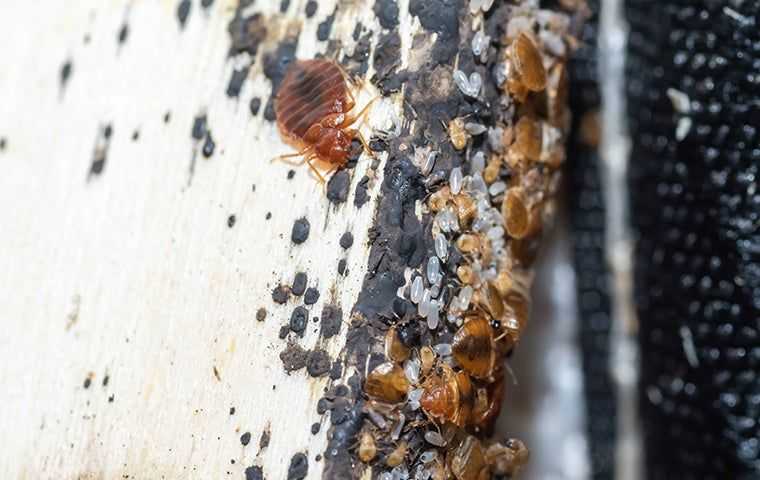 bed bugs and eggs in a sacramento home