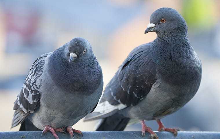 two pigeons outside a restaurant in sacramento