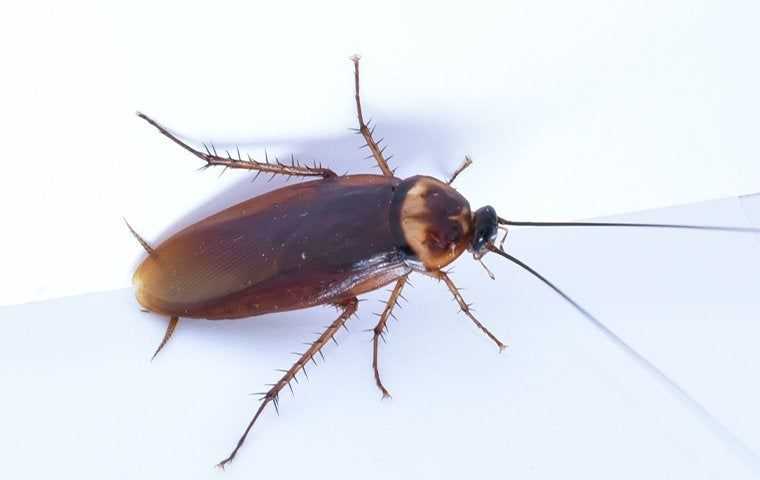 an american cockroach on a bathtub