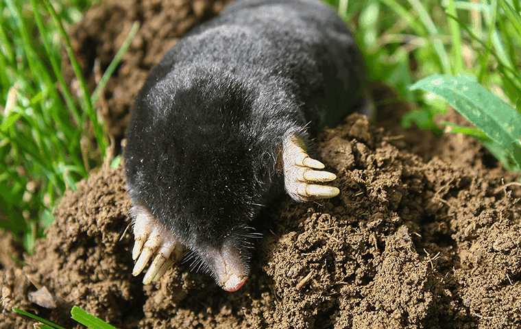 mole on a mole hill