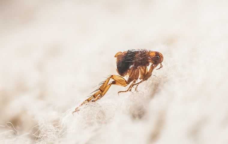 flea in a rug