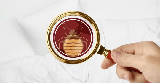 bed bug