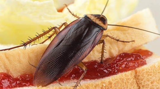 cockroach