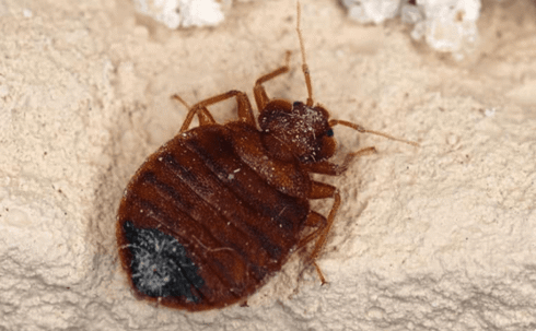 bed bugs