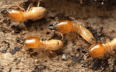 termites