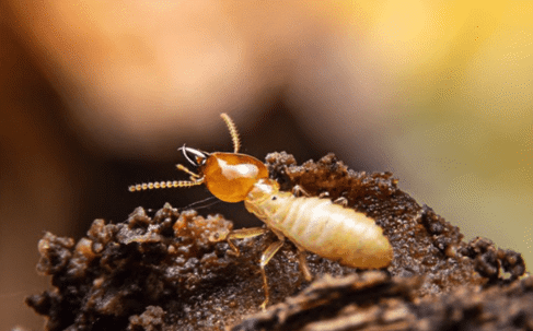 termite