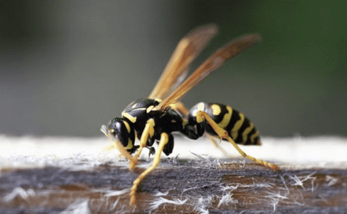 wasp