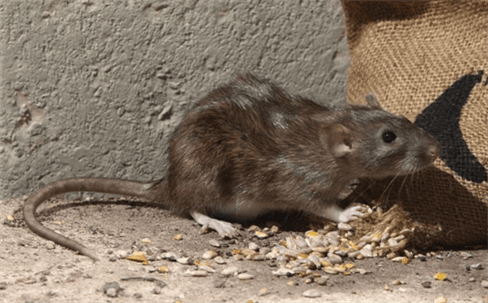 miceRat Identification Data from the University of California’s Integrated Pest Management Program explains that the two most commonly found types of rats in Orange County are Norway rats and roof rats. Norway rats (Rattus norvegicus) are a larger type tha