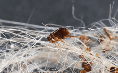 fleas