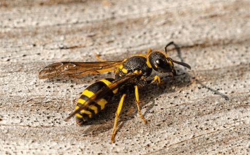 wasps