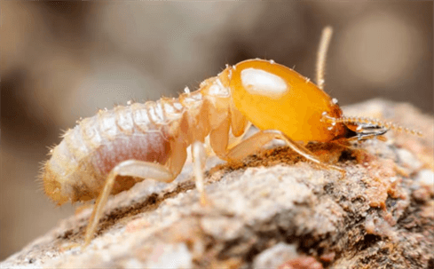 termite