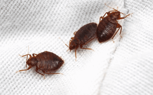 bed bugs