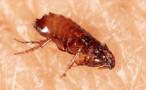 fleas