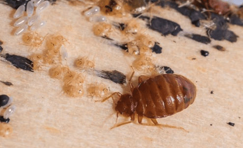 bed bugs