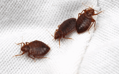 bed bugs