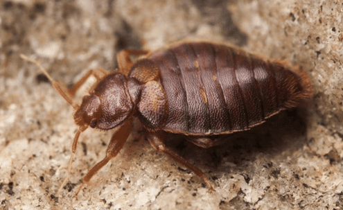 bed bugs