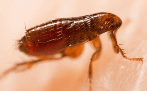 fleas