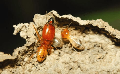 termites