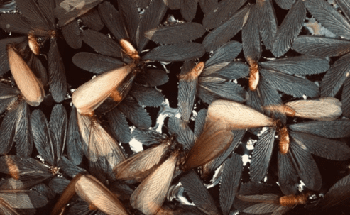 termites