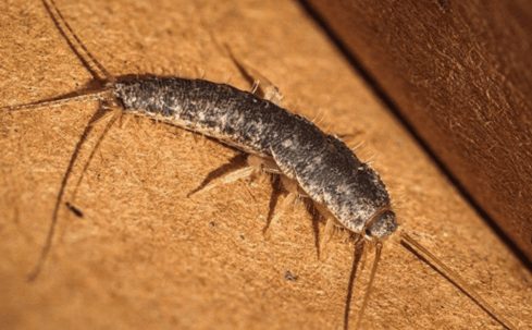 silverfish