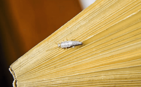 silverfish