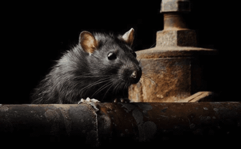 mice