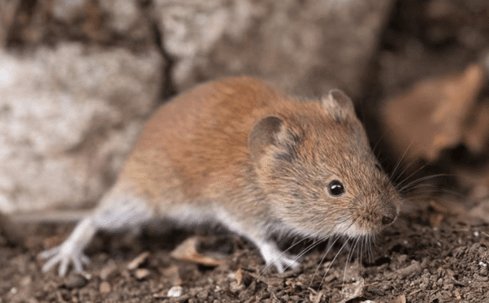 vole