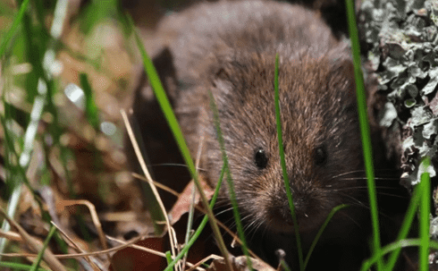 Voles