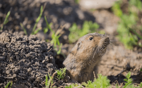 Voles