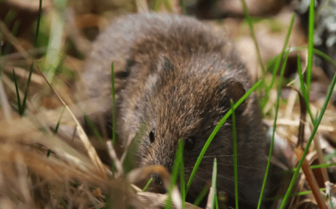 vole