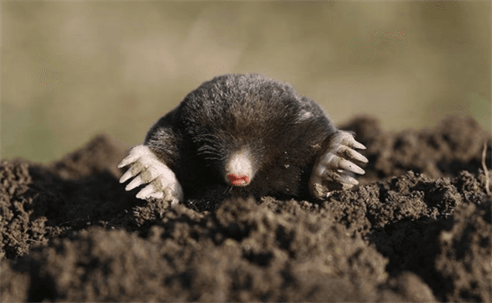 mole