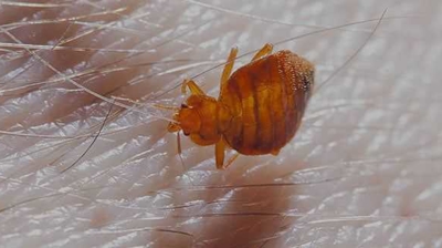 Bed Bugs Photo