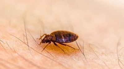 Bed Bugs Photo