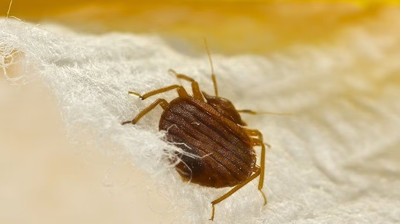Bed Bug Photo