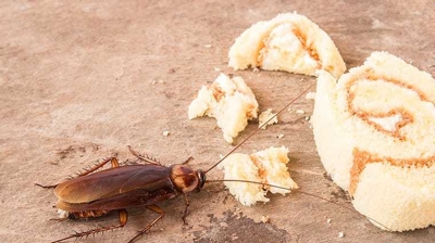 Cockroach Photo