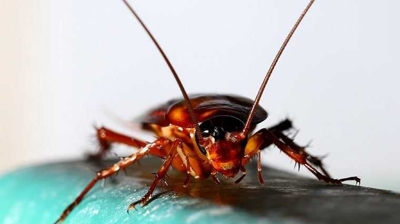 Cockroach Photo
