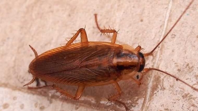 Cockroach Photo