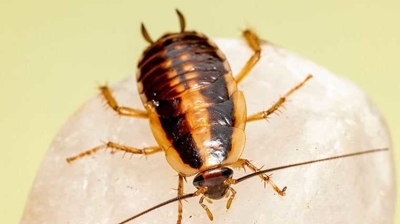 Cockroach Photo