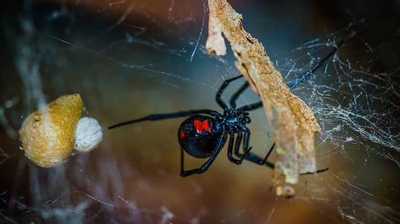 Spider Photo