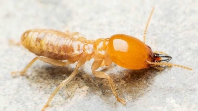 termite Photo