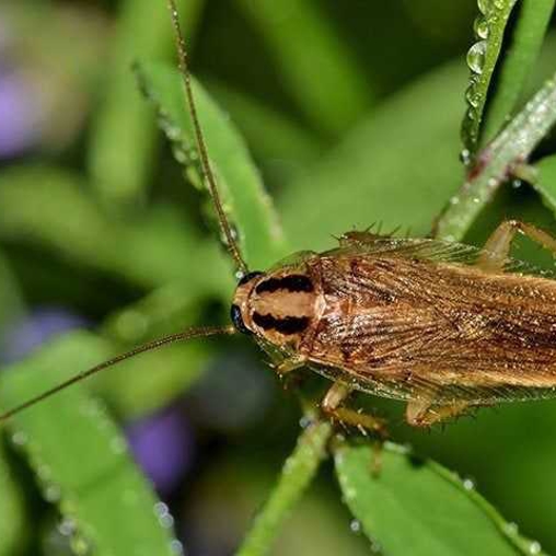 How Dangerous Are Cockroaches In The Sacramento Region?