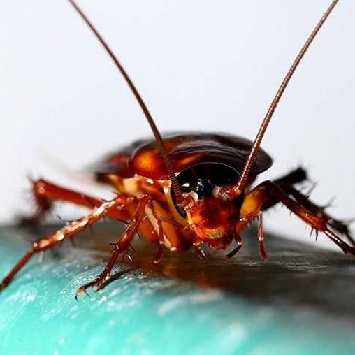 Why Can't I Get These Cockroaches Out Of My Sacramento Home?