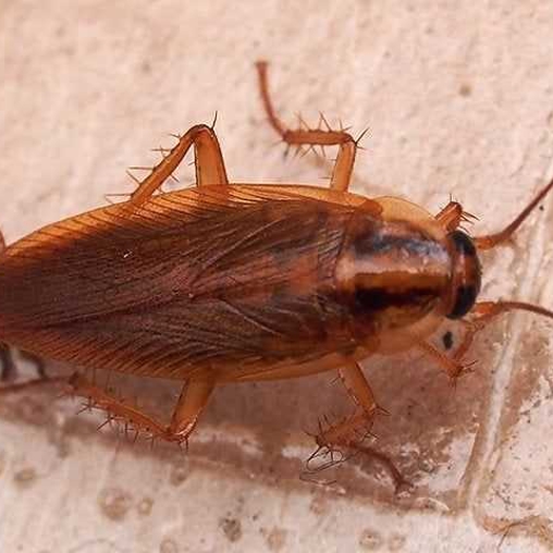 The Secret To German Cockroach Control In San Diego County