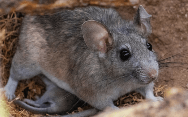 Getting Rid Of Rats: What The Experts In Los Angeles County Want You To ...