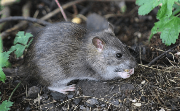 Rat Control For Renters: Navigating Pest Management In Apartments In ...