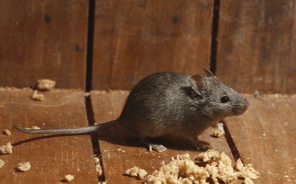 Say Goodbye To Mice: Tips For Effective Rodent Control For Orange