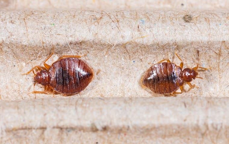 Bed Bug Articles