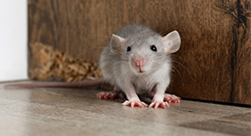 Rodent Control