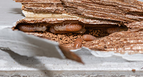 Termite Control